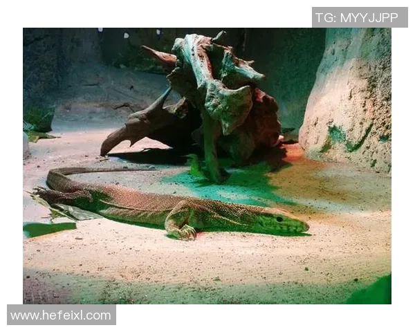 动物园之星设计大赛探索创意与管理的完美融合之路 动物园之星设计大赛探索创意与管理的完美融合之路